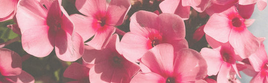 Unleash Your Inner Island Spirit: The Ultimate Guide to Hosting a Stylish Luau Party